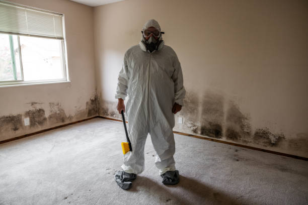 Mold Removal